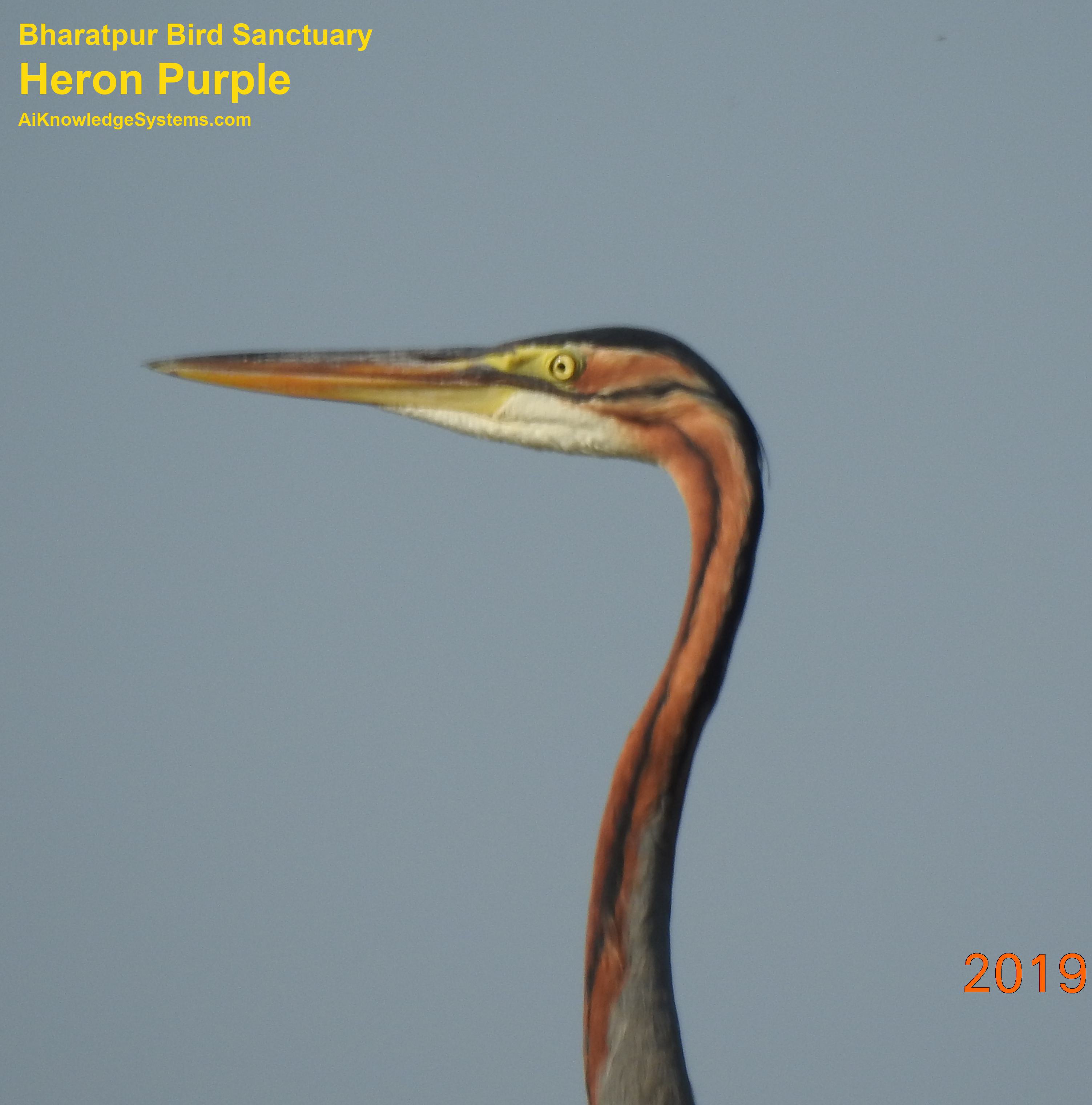 Heron Purple (109) Coming Soon